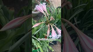 Crinum Lily’s in our Terrace garden shotrs [upl. by Enilorac18]