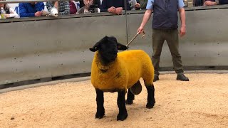 Lanark Suffolks sale 2024 Did we get any 👌 [upl. by Silma219]