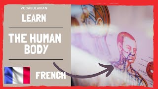 The Human Body VOCABULARY in FRENCH 💪Learn NOW [upl. by Godbeare]