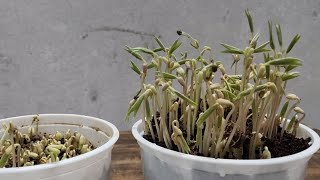 Green Gram Seedlings Timelapse  Plant Time Lapse Video  Best Time Lapse Videos [upl. by Nugesulo]