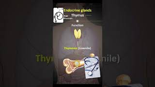 Glands exocrine and endocrine [upl. by Mirielle]