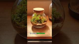 Planta con crisis de identidad 😵‍💫 plantas jardin paisajismo selaginella terrarios terrarium [upl. by Daren133]