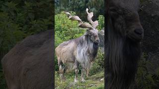 Majestic Markhor 🐐 The Serpent Horned Goat [upl. by Jenica36]