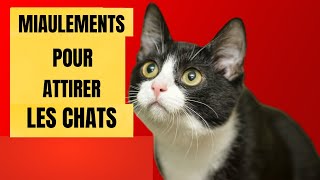 Des miaulements pour ATTIRER les Chats Des miaulements pour que votre chat vienne à vous [upl. by Fabio412]