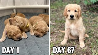 Golden Retriever Puppies Growing from Birth to 10 Weeks [upl. by Gibe]