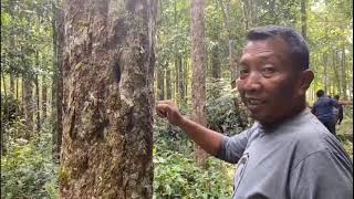 MENEMBUS HUTAN SUMATERA MELIHAT POHON KEMENYAN DAN PENGOLAHANNYA [upl. by Sucramat583]