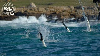 Gannets Natures divebombers [upl. by Severn335]