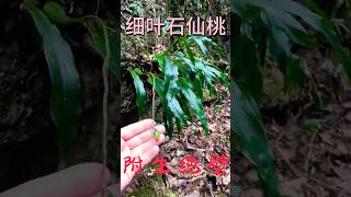 Cliff epiphyteSchizonepeta tenuifolia。绝壁附生细叶石仙桃 [upl. by Auhsuoj]