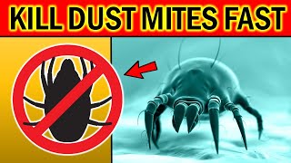 How to Get Rid of DUST MITES Quickly amp Naturally [upl. by Aetnahc]