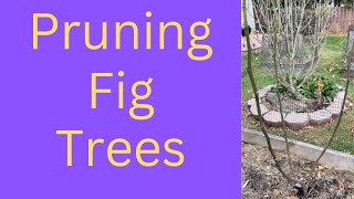 How to Prune a Variety of Fig Trees [upl. by Nbi680]