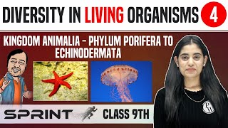 Diversity in Living Organisms 04  Kingdom Animalia  Phylum Porifera to Echinodermata  Class 9 [upl. by Aiahc]