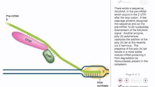 Eukaryotic transcription Animation [upl. by Yorgen]