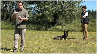 Combining Body Language With Verbal Commands  Kraftwerk K9 German Shepherds [upl. by Yssis]