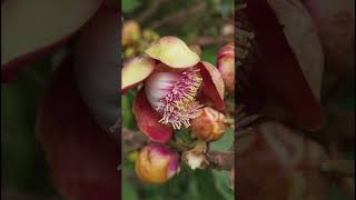 Nagalinga Tree  Cannonball Tree  Couroupita Guianensis [upl. by Leonhard]