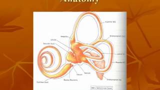 Vestibular System Anatomy [upl. by Bacon736]