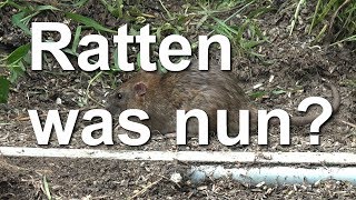 Ratten im Bienen Garten  und nun [upl. by Hanako]