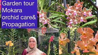 Garden tour MOKARA ORCHID care amp propagation Tips for healthy orchidsമൊക്കാറ [upl. by Crowley]