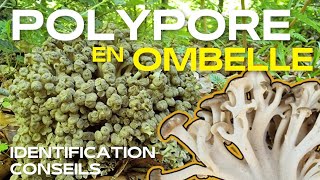 masterclass champignons comestibles  ➡️ Identifier le Polypore en ombelle délicieux mais rare [upl. by Dahraf]