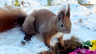 Squirrels Snow Flowers  Episode 2 🌺❄️ Eichhörnchen Schnnee Blumen  Folge 2 [upl. by Libb]