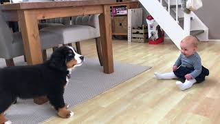 FIRST MEETING BABY vs BERNESE MOUNTAIN DOG PUPPY [upl. by Odnalra33]