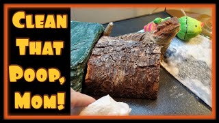 Bearded Dragon Poop and Parasites  I have learned so much [upl. by Mitchiner]