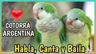 COTORRITA ARGENTINA o Loro Quaker 🦜 Perico Monje  Cuidados Precio Alimentación [upl. by Dirfliw]