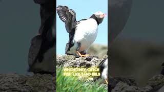 Exploring the Life of the Atlantic Puffin From Burrows to Beaks wildlifefacts facts [upl. by Horbal]