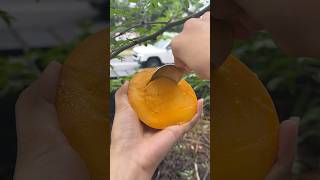 🤤🤤🥭mango season cuttingskills cuttingfruit fruitcutting chandanishorts [upl. by Garibald]