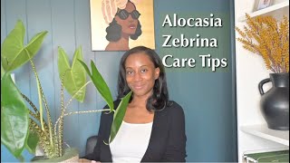 Alocasia Zebrina Plant Care  Why I RePurchased This Plant [upl. by Hawthorn]