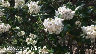 Escallonia iveyi Garden Center online Costa Brava  Girona [upl. by Aliled]