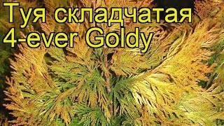 Туя складчатая Форева Голди Краткий обзор описание характеристик thuja plicata 4ever Goldy [upl. by Ramuk314]