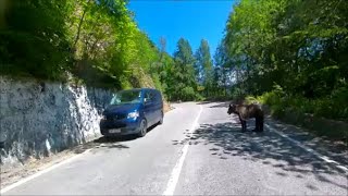 Rumänien 2022  612 Heute ist der Bär los Über den Transfagarasan [upl. by Thaddus]