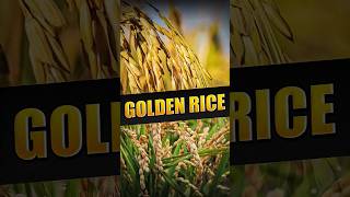 II Golden Rice II [upl. by Engleman393]