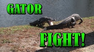 Alligators fighting  Close Up  INTENSE RAW video  Gator Fight  Crocodile vs Crocodile [upl. by Eceerehs735]