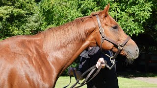 Rencontre avec Torquator Tasso au Gestüt Auenquelle [upl. by Pohsib]