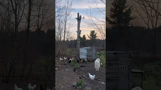 Livestock Guardian Dogs amp Sunsets [upl. by Otte]