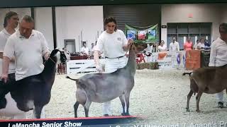 2024 ADGA Senior Lamancha National Champion [upl. by Nnylharas]