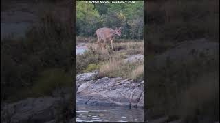 Beautiful Whitetail deer grazes by the river 2 [upl. by Ecinaj]