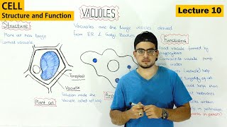 Vacuole Structure and function  Video 10 [upl. by Anileda]