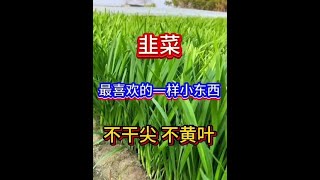 支持三农扶持三农发展 蔬菜种植种菜小技巧 农业种植 在家种菜 韭菜种植 [upl. by Andris999]