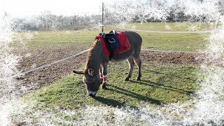 19 décembre  Poules 🐓 chat envahissant 🐈 et soirée pizza 🍕 [upl. by Engedi]