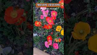 식물 개양귀비 꽃양귀비 Papaver rhoeas 🌺 2024 5 2 목요일 서울 광장동 [upl. by Nnaecyoj]