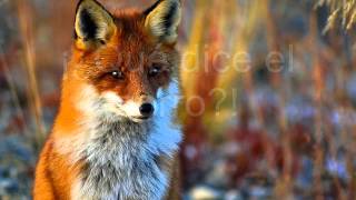 ♥The fox  Ylvis  Letra en español♥ [upl. by Giana9]