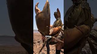 GIANT CRAB 🦀 CAUGHT WITH HAND fishing fishingfood seafood outdoorsurvival catchncook survival [upl. by Turmel]