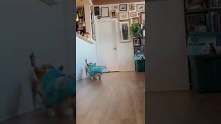 Barkour This tiny corgi has moves shorts corgi puppy parkour [upl. by Arbrab721]