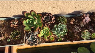 SUCCULENTS BASKING IN EARLY MORNING DIRECT SUNLIGHT  SUCCULENT CARE TIPS [upl. by Akimaj518]