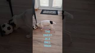 dog treat trick ball [upl. by Ludlew]