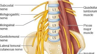 Anatomy of the LUMBAR PLEXUS 2 song [upl. by Riker]