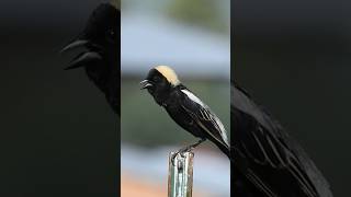 FINALLY getting a Bobolink on camera birdingadventures birding brighteyedbirding [upl. by Ailat722]