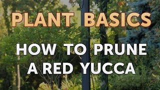 How to Prune a Red Yucca [upl. by Sternlight]